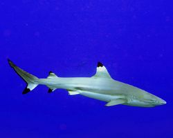 Black Tip Reef shark - Carharhinus melanopterus. Photogra... by Juan Zumbado 